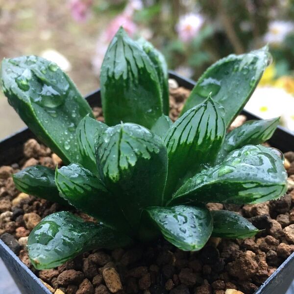 【激安】オブツーサ 大窓 ハオルチア 良株 美株 多肉植物 観葉植物 高品質