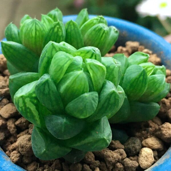 【激安】ウンブラティコラ 子株 群生 ハオルチア 良株 美株 多肉植物 観葉植物