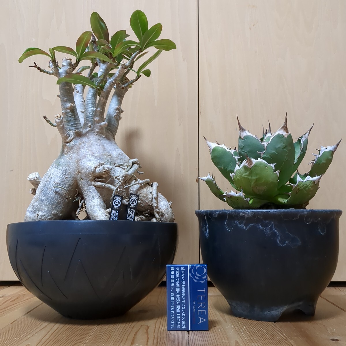 Yahoo!オークション -「neighborhood」(アガベ) (観葉植物)の Yahoo!オークション -「neighborhood」(アガベ) (観葉植物)の