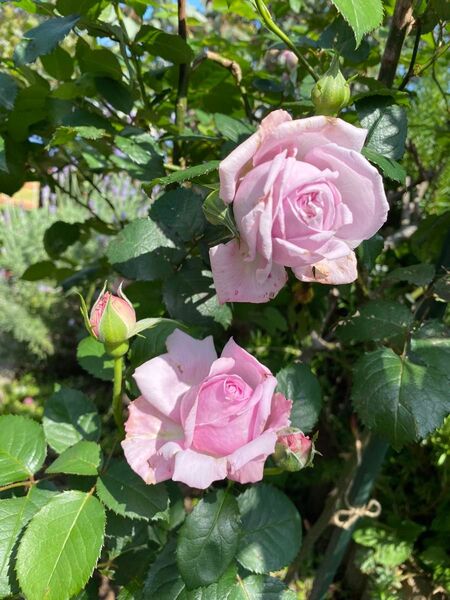 薔薇 シャルム 挿し穂2本