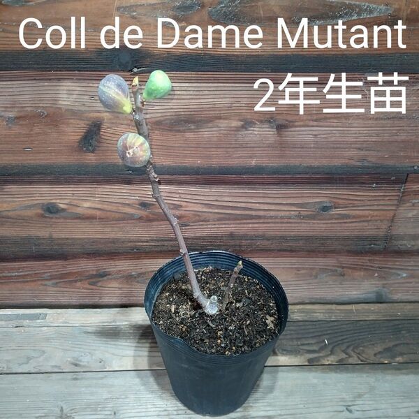 coll de dame mutant イチジク苗
