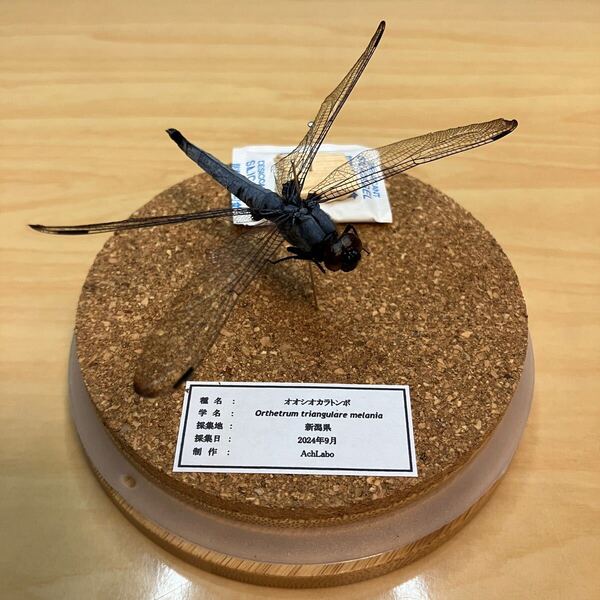 【昆虫標本】オオシオカラトンボ ガラスケース入り