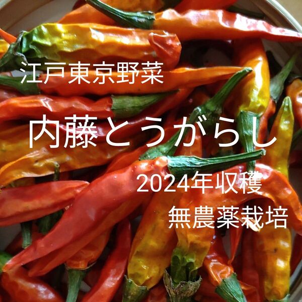 江戸東京野菜 内藤とうがらし 50本