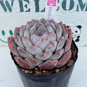 多肉植物 韓国苗 アイスクリスタル