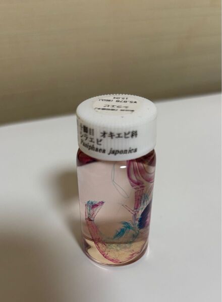 新世界 透明標本 シラエビ