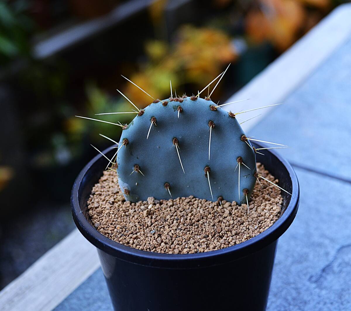Yahoo!オークション -「オプンチアopuntia」(サボテン) (観葉 Yahoo!オークション -「オプンチアopuntia」(サボテン) (観葉