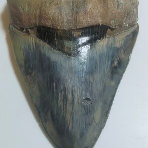 【希少:青色 大きめ:148mm】メガロドン 化石 標本 サメの歯 歯の化石
