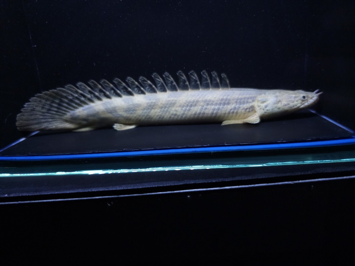 Yahoo!オークション -「アンソルギー」(熱帯魚) (魚類、水生生物