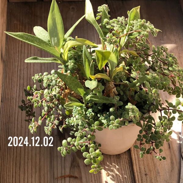 肌122801◆球根植物◆レデボウリア ソシアリス パウシフォリア◆休眠前の子沢山かたまりセット◆
