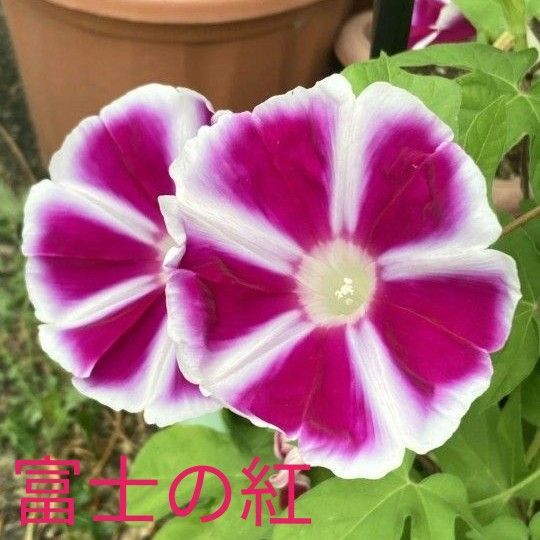 朝顔の種 アサガオ あさがお 富士の紅 種 種子 アサガオの種 あさがおの種 02