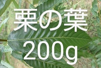 栗の葉 約200g 小枝付き 新鮮 農薬不使用
