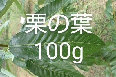 栗の葉 約100g 小枝付き 新鮮 農薬不使用