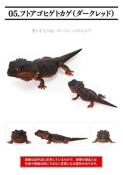 いきもの大図鑑レプティ フトアゴヒゲトカゲ(ダークレッド)