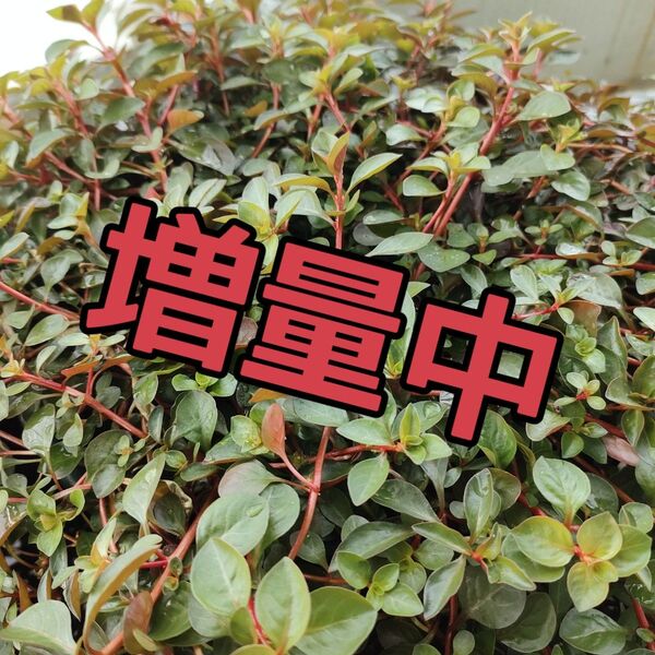 ルドヴィジアMix
