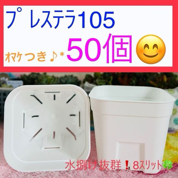 E①① 【プレステラ105】ホワイト 50個セット★