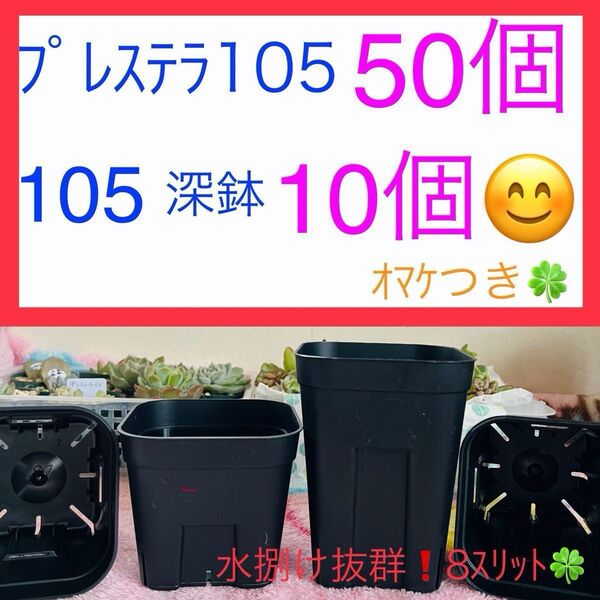 G①① プレステラお得セット★ 【105サイズ50個】【105深鉢10個】