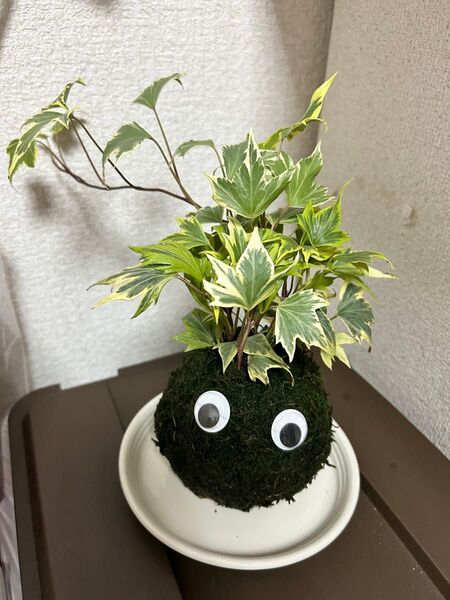 めだまちゃん苔玉
