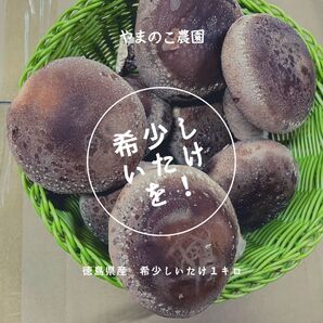 こだわり生産【農薬/殺虫剤未使用】徳島県産 料亭、旅館同等でお客様クチコミ大賞頂いた希少生椎茸大サイズ送料込み