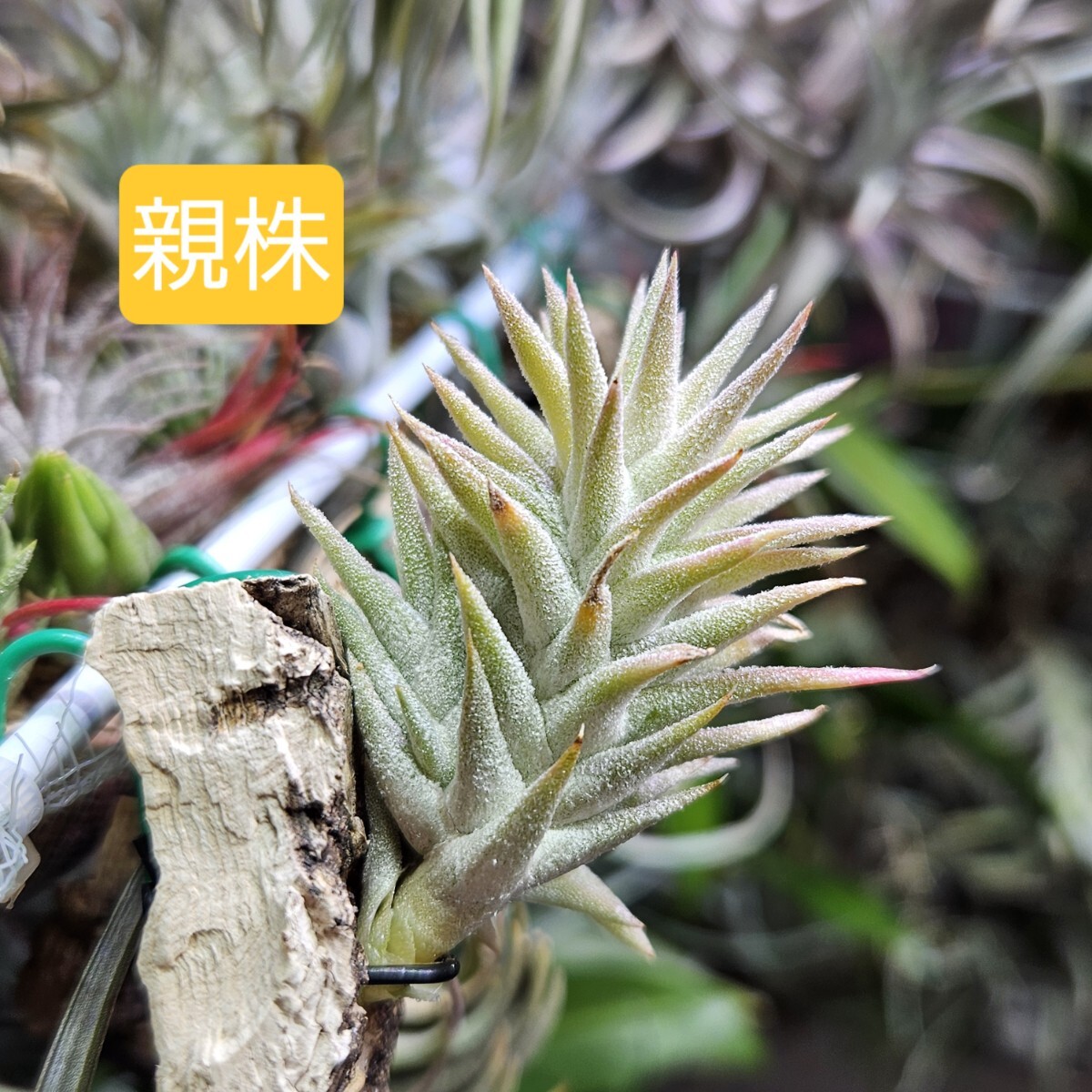 Yahoo!オークション -「minor」(アナナス) (観葉植物)の落札相場 Yahoo!オークション -「minor」(アナナス) (観葉植物)の落札相場