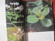 ☆沖縄の山野の花 【沖縄・琉球・自然・植物】_画像8