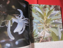 ☆沖縄の山野の花 【沖縄・琉球・自然・植物】_画像9