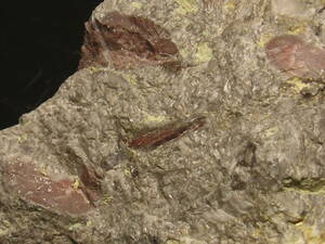 ★レア　玄武岩の影響で色づいた　赤いウミユリ化石　２３０ｇ