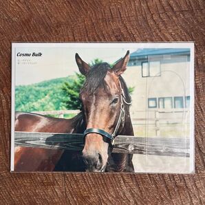 ホッカイドウ競馬 競走馬 コスモバルク たて髪付写真