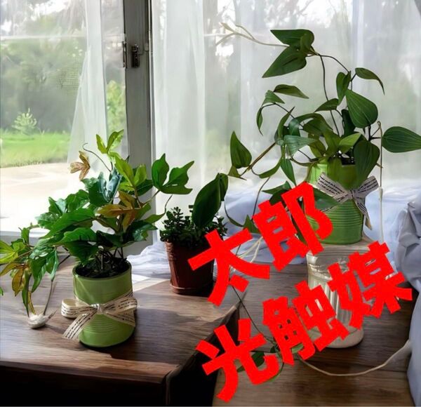 光触媒 人工観葉植物 ウォールグリーン フェイクグリーン リキュウソウとポトスアイビー