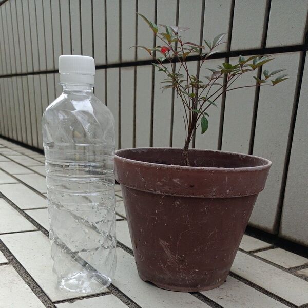 ④南天 小葉性 寄せ植え 生け花 盆栽 12月11日現物写真です。