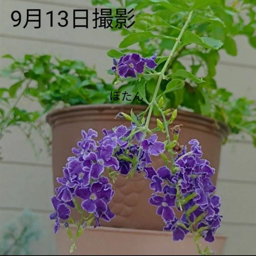 挿し木苗の新品・未使用品・中古品|Yahoo!フリマ(旧PayPayフリマ) 挿し木苗の新品・未使用品・中古品|Yahoo!フリマ(旧PayPayフリマ)
