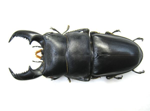 レア産地☆ルソン島☆サンバレス産オオヒラタ新成虫ペア