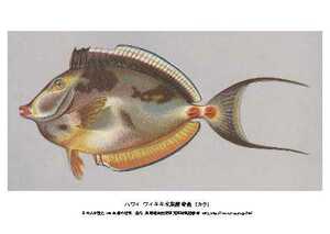 即落,100年前の世界復刻絵ハガキ,ハワイ,奇魚カラ1枚組,水族館