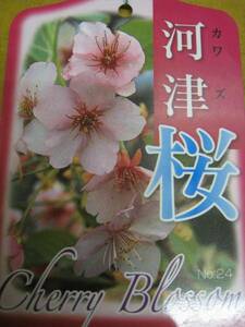 河津桜(南桜)早咲き桜苗木