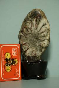 34根尾産菊花石 花びらに茶の縁取りの白花 小物 菊石