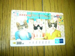 猫　なめ猫カード　バスキャット　3人の誕生日　お洒落をしてる　可愛い　未使用