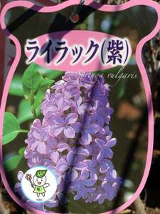  lilac purple flower sapling 