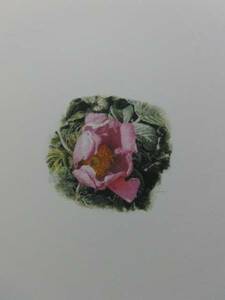 Art hand Auction Hiroshi Noda, Hamanasu-Blume, Aus einem seltenen Kunstbuch, Nagelneu mit hochwertigem Rahmen, Gemälde Kostenloser Versand, Malerei, Ölgemälde, Natur, Landschaftsmalerei