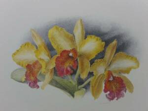 Art hand Auction Hiroshi Noda, gelbe Orchideenblüte, Aus einem seltenen Kunstbuch, Brandneu, hochwertig gerahmt, Malerei, Ölgemälde, Natur, Landschaftsmalerei