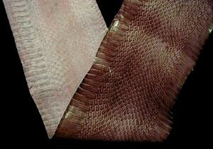 インドネシア・本ヘビ原皮（ぶどう色）