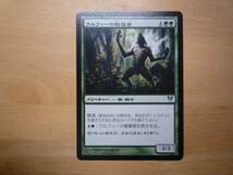 MTG　AVR　ウルフィーの報復者/Wolfir Avenger　日本語　4枚_画像2