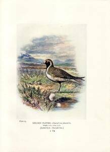 1910年 Britain's Birds and Their Nests チドリ科 ムナグロ属 ヨーロッパムナグロ GOLDEN PLOVER 博物画