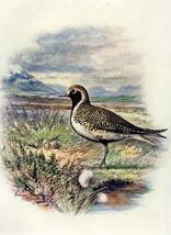 1910年 Britain's Birds and Their Nests チドリ科 ムナグロ属 ヨーロッパムナグロ GOLDEN PLOVER 博物画_画像2