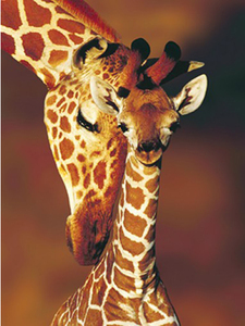 MAS31537●300ラージピース ジグソーパズル 米国輸入●動物 ジラフ　Giraffes　
