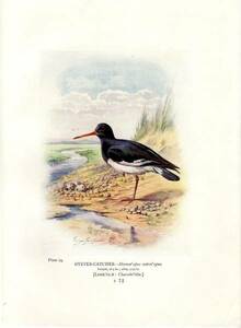 1910年 Britain's Birds and Their Nests ミヤコドリ科 ミヤコドリ属 ミヤコドリ OYSTER-CATCHER 博物画