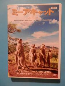 ★DVD/ミーヤキャット　THE MEERKATS★