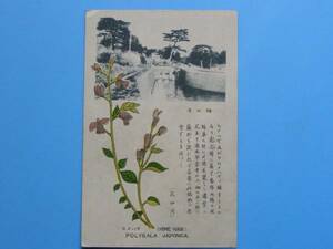 戦前絵葉書 箱根 花 ヒメハギ 畑の平 植物 (G69)