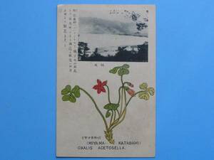 戦前絵葉書 箱根 花 ミヤマカタバミ 植物 (G69)