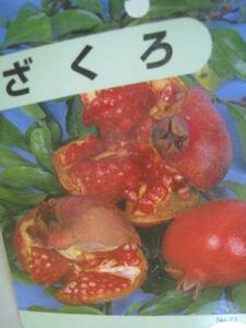 ...( pomegranate ) sapling 