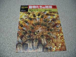 動物たちの地球36★からだ作りの神秘３　親から子へ★朝日新聞社★ゆうパケット