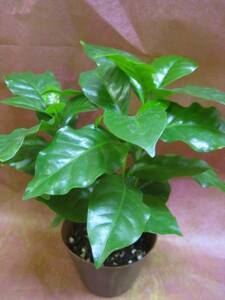 ... tree (alabika) potted plant 